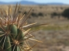 Its cactus needles in crazy directions