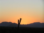 Joshua Tree at sunrise, Mojave Desert, California